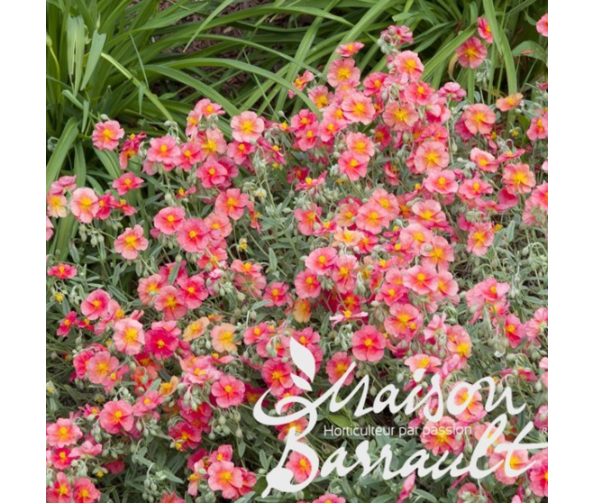 HELIANTHEMUM BEN HOPE