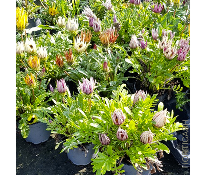 GAZANIA VARIE