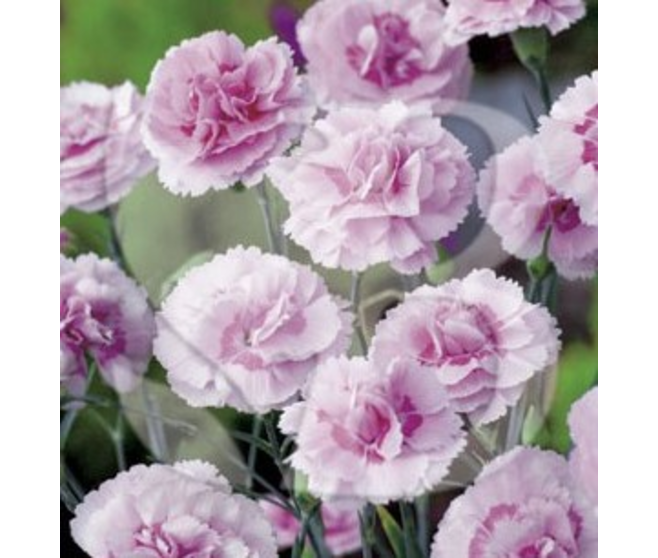 OEILLET PLUMARIUS DORIS