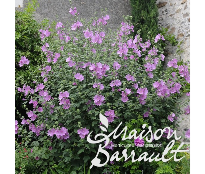 LAVATERE OLBIA ROSEA