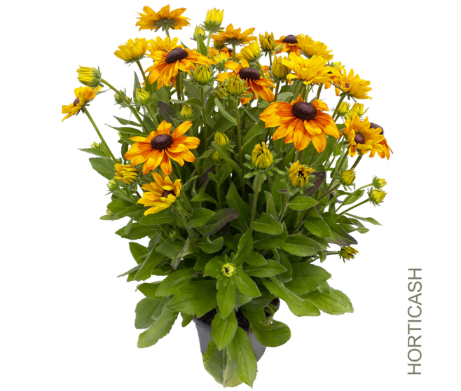 RUDBECKIA SUMMERINA ORANGE