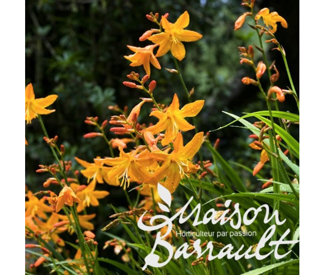 CROCOSMIA
