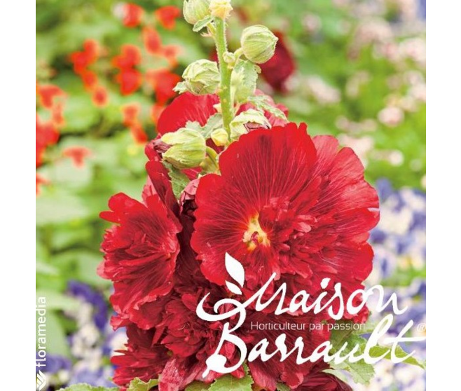 ROSE TREMIERE CRIMSON