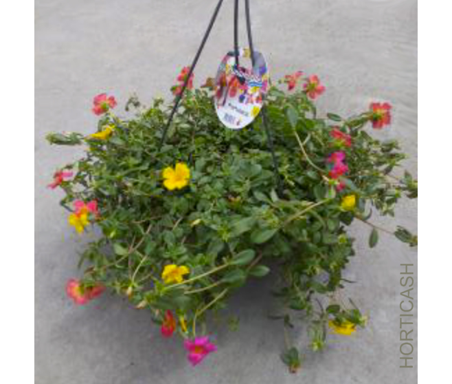 PORTULACA POURPIER SUSP P COLORE