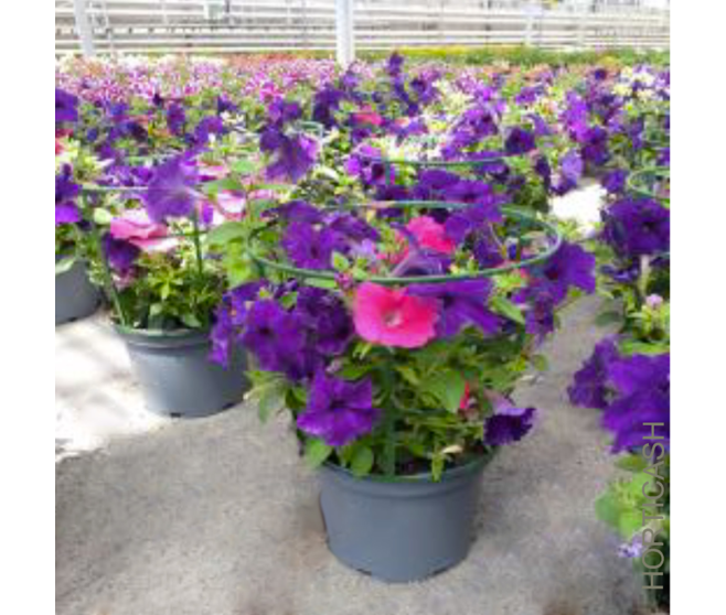 PETUNIA RETOMBANT
