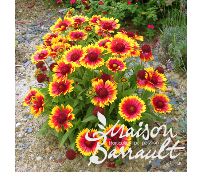 GAILLARDE 2COULEURS
