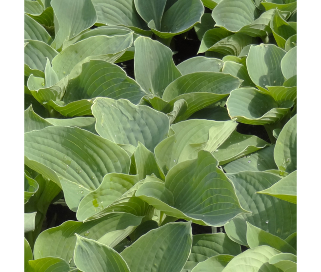 HOSTA BLUE ANGEL