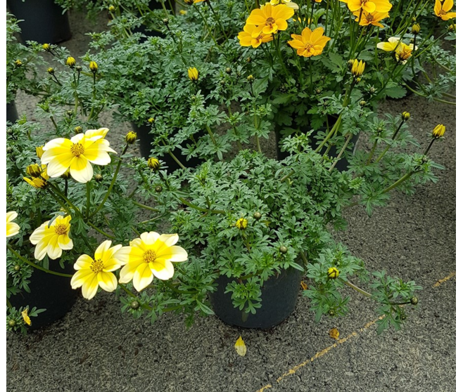 BIDENS