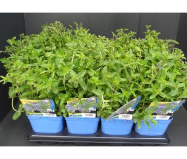 VERONIQUE TEUCRIUM ROYAL BLUE