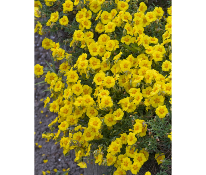 HELIANTHEMUM BEN FHADA