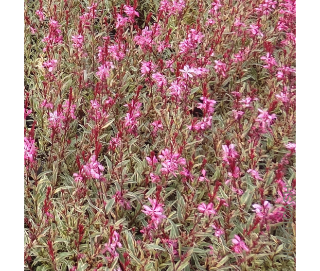 GAURA LINDHEIMERI ROSE PANACHE