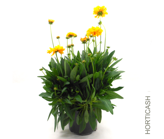 COREOPSIS