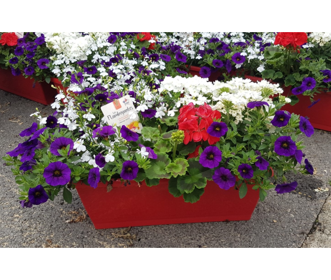PLANTES MASSIF MELANGE JARD COLOREE