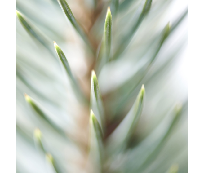 PICEA GLAUCA CONICA