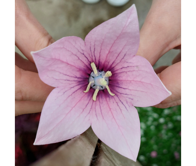 PLATYCODON GRANDIFLORUM VARIE