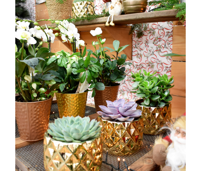 SUCCULENTE VARIEES