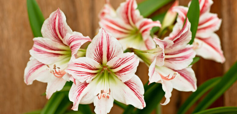 L’Amaryllis est la plante de Janvier