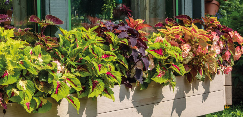 Plante du mois de juin : le Coleus