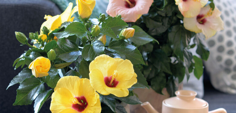 l'Hibiscus : La plante d'avril