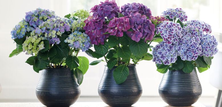 La Plante du mois de Juillet est l'Hortensia