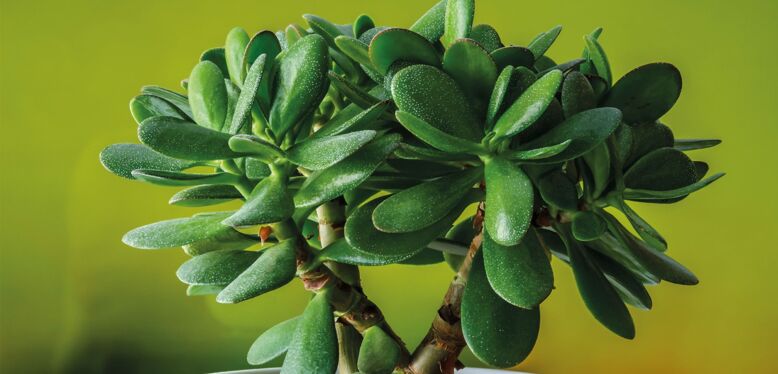 Plantes d'Août : Les Crassulas
