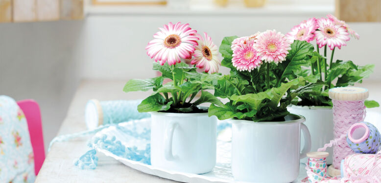 Plantes du mois de Mai : Le Gerbera