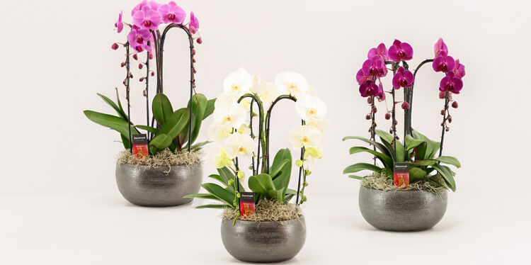 🎁offert * : une coupe phalaenopsis déco !
