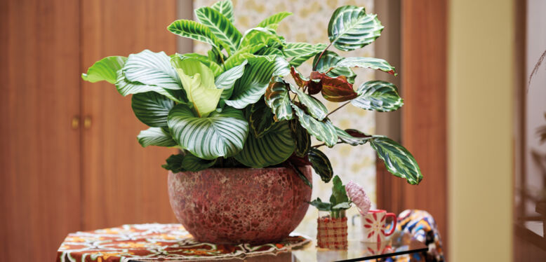 Novembre : Les Feuillages à Motifs