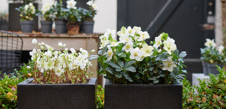 L'Hellebore est la plante du mois de Décembre