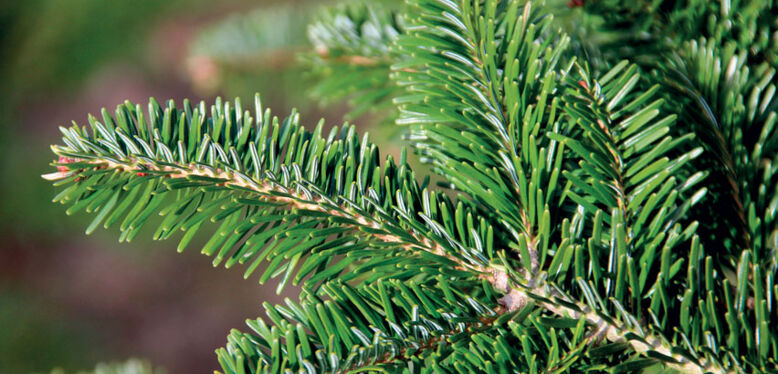 C'est le moment de penser au sapin de Noël !