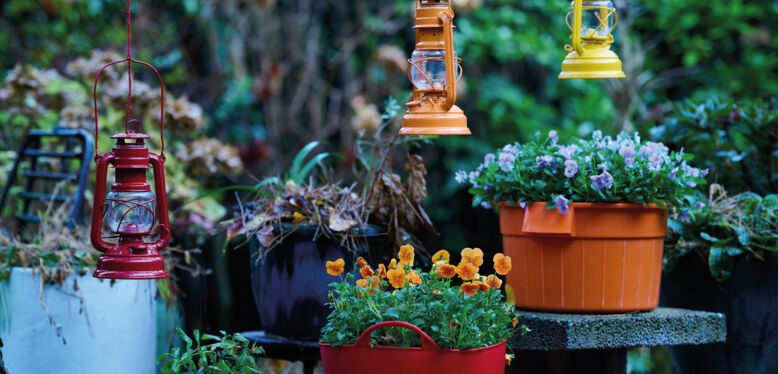 La Pensée est la plante du mois de Novembre