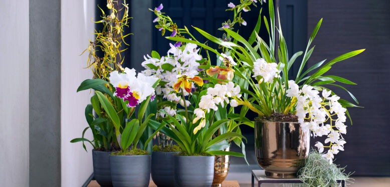 Les Orchidées sont les plantes du mois de Décembre