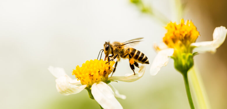 La semaine des fleurs pour les abeilles