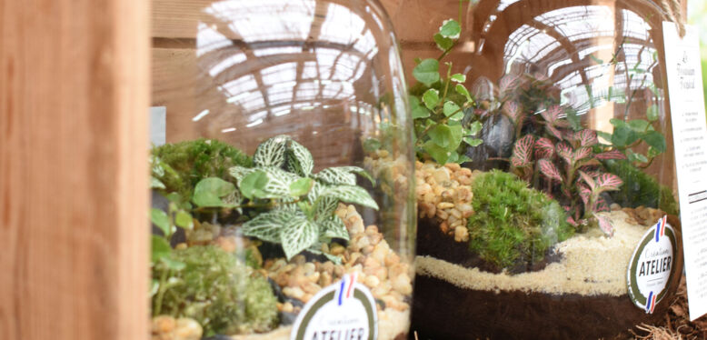 L’Atelier Création Horticash : l’art du Terrarium made in France