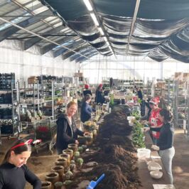 🎄✨ Breaking News : Le Père Noël a de la concurrence…

Dans l’Atelier Création d’Horticash, ça bosse aussi vite que dans l’Atelier du Père Noël (mais avec encore plus de plantes et tout autant de magie).

Ici :
🌿 On assemble,
✨ On crée des compositions prêtes à illuminer vos rayons pour la saison,
🎁 On prépare des commandes (Quand on vous dit que la ressemblance est frappante 👀)
‌

Entre deux brassées de mousse et trois poignets de paillettes, notre équipe transforme chaque création en petite magie végétale.
Et on peut le dire : le Rush de Noël, on le connaît aussi bien que le vieux monsieur en rouge. 😉
‌

📸 Aujourd’hui, on vous ouvre les portes de notre atelier : concentration, créativité, bonne humeur… et une avalanche de plantes festives prêtes à partir !

🎅💚 L’esprit de Noël version Horticash, c’est ici.
‌

#Horticash #AtelierCréation #CommeDansLatelierDuPèreNoël #CompositionsDePlantes #GrossistePlantes