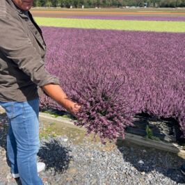 🇧🇪🌿 Nos acheteurs ont sillonné la Belgique pour vous dénicher le meilleur !

Ils sont partis à la rencontre des producteurs belges pour sélectionner les plus belles plantes fleuries d’extérieur. 🌸🌱

Et le résultat arrive dès ce mercredi 26 août dans nos magasins Horticash d’Angers, Nantes et Rennes ! 🤩

👀 Alors, prêts à découvrir leur sélection ?

#Horticash #PlantesFleuries #Plantes #Fleuristes #Horticulture