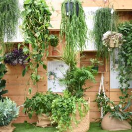 Appel aux amateurs de feuillages graphiques, de raretés botaniques et aux passionnés du végétal (à peu près tout le monde ici finalement 🌿🪴🍀)‌

Les cloches de la Rentrée ont sonné, et si pour rendre le tout plus fun on les entourait de quelques plantes vertes en suspension. 
On est certain que le mois de septembre aurait une meilleure tête comme ça 😎

Pour l’occasion, vos cash plantes ont mis le paquet !
• Angers vous invite à vous perdre en pleine forêt tropicale. 
• Nantes propose une multitude d’idées pour vos mises en scène. 
• Et Rennes vous présente le bureau de ses rêves.

Exclusivement des plantes vertes ! 🫶🌿 Nephrolepis, areca, monstera, senecio, peperomia, dracaena, alocasia, scindapsus… 
Pour ne citer qu’eux

Le tout relevé d’une touche de macramé (Coucou @renaudhorticash.fournitures 👋)‌

Vous avez prévu de nous faire une petite visite bientôt ?
On voudrait pas vous influencer, mais demain (mardi 9 septembre) c’est le dernier jour des Grands Jours 💰 dans vos cash

Encore une bonne excuse pour venir nous voir ! 😉