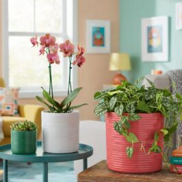 Coup de projecteur sur le cache-pot “Forma” 🔦

On craque pour ses reliefs linéaires qui offrent une texture canon et ultra tendance !

🎨 Découvrez un trio inséparable (Rose, Blanc et Vert) pour un assortiment déjà prêt pour vos boutiques.

📏 Disponible en Ø 10,5 cm, Ø 13,5 cm , Ø 16,5 cm

Petit conseil de Vic' : si votre coeur balance, ne choisissez pas… prenez les 3 tailles pour proposer un large choix à vos clients 😉

À retrouver dès maintenant en magasins ou sur notre site (lien en bio)

Vic' 😜

#CachePot #Decoration #GrossisteFourniture #Fleuriste #Vegetal