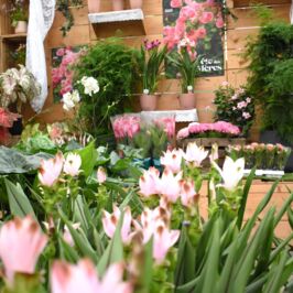 Le rendez-vous incontournable des professionnels du végétal est lancé : La Fête des Mères 🩷

Du rose, du blanc et beaucoup (beaucoup) de douceur !

Les vitrines de nos 3 cashs plantes se sont transformées en véritable cocon de fraîcheur et d’amour pour l’occasion 🌸

🌹Rosiers et hortensias, les valeurs sûres et emblématiques pour nos Mamans
🌺Dipladénias et hibiscus, les touches méditerranéennes et colorée
🌿Caladiums et curcuma, pour la note originale et exotique

💬 Et vous, lesquelles de ces plantes vous inspirent pour votre Fêtes des Mères 2026 ?

On vous attend dans nos cashs plantes pour découvrir les bijoux de la saison 🌱

#Plantes #FeteDesMeres #VitrineFeteDesMeres #ProfessionnelsDuVegetal #Fleuristes