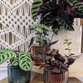 Le match du mois de novembre 💚

Chez Horticash et Renaud Distribution, on adore jouer les entremetteurs,
Et ce mois-ci, on a trouvé le couple parfait :
👉 Les Feuillages à Motifs, stars de novembre,
💞 et les contenants Renaud Distribution qui leur vont comme un gant !
‌
D’un côté, des plantes pleines de personnalité : Calathéas, Fittonias, Marantas…
Elles défilent fièrement avec leurs motifs graphiques et leurs nuances hypnotisantes 🪴

De l’autre, deux prétendants au charme fou :
- la céramique esprit nid d’abeille crème (ref. 917641), chic et texturée,
- et le lot de verreries colorées et texturées (ref. 917692), ambiance 70’s et ultra-tendance.
‌
Le résultat ⤵️
Un match parfait entre design et nature, originalité et élégance 💚
Le genre de duo qui fait battre nos petits cœurs d’amoureux du végétal
‌
📍Retrouvez la thématique “Feuillages à Motifs” sur horticash.com
et les contenants assortis chez renaud-distribution.com !
‌

#Horticash #RenaudDistribution #MatchDuMois #PlantesDuMois #FeuillagesAMotifs #PlantLove #Décovégétale #Fleuriste #Jardinerie #GrossistePlantes #GreenMood #CéramiqueDesign