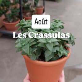 Plante du mois d’août 🪴 Les Crassulas

Des formes géométriques, un style minimaliste, zéro souci d’entretien… et un max d’effet en rayon 😍‌

En août, quand tout ralentit, les Crassulas restent fidèles au poste :

✅ Résistantes à la chaleur

✅ Faciles à vivre

✅ Ultra tendances‌

Elles ne fleurissent pas, elles sculptent l’espace ✨
Ovata, Perforata, Buddha’s Temple, Tarantula… chaque variété a son caractère.

Des plantes grasses au design naturel, qui savent parler à vos clients sans même un mot 🌿✨
Minimalistes. Graphiques. Généreuses.‌‌

💬 Et vous, quelle Crassula fait craquer vos clients en ce moment ?

Dites-le-nous en commentaire 👇

📦 Disponibles en dès maintenant sur notre webshop.‌

#Crassula #PlanteDuMois #PlantesGrasses #Succulentes #GrossistePlantes #FleuristeFrance #JardinerieFrançaise #PlantesTendance #SucculentLove #CrassulaOvata #PlanteFacile #PlanteRésistante #DécorationVégétale #SlowPlante #PlantesProfessionnels