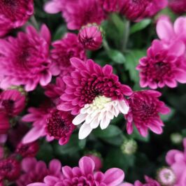 Ça vous dit, on prend 1 min pour observer ? 🩷🤍
La saison des chrysanthèmes bat son plein, mais est-ce que vous avez pris le temps, juste une fois, de regarder en détail toute la singularité, l'élégance et la complexité de ses fleurs ? 🌸
Dendranthema, marguerite d’automne, chrysanthème… une grande famille que l’on ne prend plus le temps de contempler.
Mais quel dommage ! Parce que croyez-moi, vous n’aurez pas assez de vos dix doigts 🖐 pour énumérer toutes les formes et les couleurs qui existent !
Et si vous veniez les redécouvrir dans nos cash d’Angers, Nantes et Rennes ? 📍
Il reste encore quelques-uns de ces incontournables à dénicher. Et l’occasion parfaite pour finaliser vos achats de Toussaint (J-10 ⌛️)
#GrossistePlantes #plantesdautomne #chrysanthemum #margueritedautomne