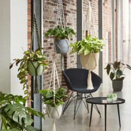 J’ai déniché l'allié parfait pour sublimer vos plantes suspendues 🌱

Découvrez notre suspension macramé, idéale pour créer un esprit bohème et végétale dans vos intérieurs ou en extérieur, terrasses, balcons, jardins 🤩

Disponible en 3 coloris pour varier les envies :
🪴 Vert
🪴 Beige
🪴 Gris

En exclusivité sur notre site web (pour le moment) 😉✨

#contenant #plante #grossiste #decoration #fournisseur #renauddistribution #horticash #fleuriste #decofleuriste