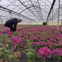 ☀️ La semaine dernière, direction la Sicile pour Emma et Fabien

Au programme : retrouver nos producteurs partenaires… et partir à la découverte de nouvelles pépites 🌿

Et autant vous dire qu’ils n’ont pas fait le voyage pour rien 😍
Des agrumes gorgés de soleil 🍋🍊, des bougainvilliers de toutes les formes… bref, une vraie dose de couleurs et de bonne humeur !

Spoiler alerte : à retrouver très bientôt dans vos cash 👀
On espère que vous êtes prêts à faire le plein de vibes méditerranéennes 🌺✨

#Horticash #Sicile #Backstage #PassionPlantes #GrossistePlantes