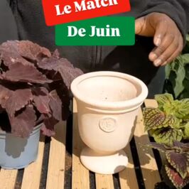 Pour le mois de Juin on réunit le Coleus, maître incontesté du feuillage coloré, et les Poteries artisanales du Bousquet 🇫🇷

Le Coleus avec ses couleurs complètement folles, attire tous les regards 😎

Rose framboise, vert anis, pourpre , rouge bordeaux…. chaque variété a son propre caractère et aucune ne passe inaperçue 🌿

Et ce qu'on aime particulièrement chez lui ? 

Plus il se sent bien dans son environnement, plus ses couleurs sont éclatantes ☀️

Pour l’accompagner, nous avons choisi les Poteries du Bousquet 🏺

On les aime pour leur authenticité, leur élégance et leur fabrication française artisanale.

De belles pièces en terre cuite qui mettent en valeur vos végétaux sans leur voler la vedette 🤎

Retrouvez toutes ces pépites :
👉  https://www.horticash.com/  Et on profite de 20% de remise sur toute la collection !
👉 https://www.renaud-distribution.com/fr/ pour la fourniture
‌
#Coleus #Poterie #MatchDuMois #PlanteExtérieure  #Été