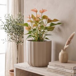 Cache-pot - Céramique 🪴

Vous les connaissez déjà… nos incontournables Palladio et Stockholm s’invitent dans de nouveaux coloris doux et naturels 🌿

Le Palladio couleur sable (5 tailles) et le Stockholm nude (6 tailles) viennent enrichir notre gamme pour encore plus de choix !

Ils n’attendent qu’une chose : trouver leur plante coup de cœur et prendre place dans vos boutiques ✨

👉 Attention : édition limitée… si l’un d'eux vous fait de l’œil, ne réfléchissez pas trop longtemps 🤭

Rendez-vous vite dans nos magasins ou sur le site web (lien en bio) 😉

#Ceramique #CachePot #Fleuristes #Plante #Fournisseur