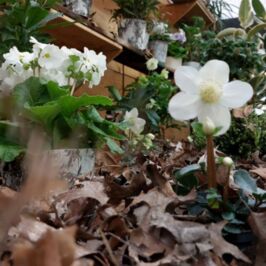 Un petit air de forêt souffle sur nos magasins... ❄️🌲

‌
Vous l’avez senti vous aussi ce matin ? Ce petit froid piquant qui nous fait sortir les gros pulls pour se lancer dans une chouette balade, qui nous fait découvrir la nature autrement 💚
‌
Dans nos cash de Nantes, Angers et Rennes, on a eu envi de capturer cette magie de saison. Nos nouvelles vitrines "Les Stars de l’Hiver" sont arrivées et elles ont un petit goût de balade en forêt sous les premiers flocons. ✨

‌
Imaginez... Des fleurs colorées. 🧺 Des paniers tressés qui transpirent la nature. 🌿 Des plantes de saison = ✨ Une dose massive de "feel good" pour affronter les températures fraîches !
‌

Et vous, quelle est la plante qui réchauffe le cœur de vos clients en ce moment ? 👇