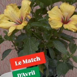 Match du mois 💚

Pour le mois d'avril, on associe deux indispensables de saison : l’hibiscus 🌸 et le cache-pot Voluptéa🪴

Avec ses grandes fleurs colorées, l’hibiscus attire immédiatement le regard et apporte une vraie touche exotique.

Pas étonnant qu’il fasse partie des best-sellers pour la Fête des Mères ! 😍

💡Petit tips pour vos clients : il aime la lumière, sans contact direct avec le soleil, et se plaît dans des pièces comme la cuisine ou la salle de bain !

Et pour l’accompagner ? Le cache-pot Voluptéa, tout droit de la collection Fête des Mères 💖

- Tons blanc et rose
- Motifs floraux
- 3 tailles pour toutes vos plantes

Résultat ? Le combo qui ne passera pas inaperçu !

👉 Plante à retrouver sur le site http://horticash.com
🪴 Cache-pot à retrouver sur notre site web et dans nos magasins https://tinyurl.com/33dvf2sc 

#CachePot #FeteDesMeres #CadeauxMaman #Printemps #GrossisteFleuriste