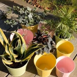 Cache-Pots Zinc - Pep’s 🪴

Apportez un rayon de soleil à vos plantes !

En février, découvrez nos cache-pots zinc colorés :

🌸 Rose
💚 Vert
☀️Jaune

Des couleurs lumineuses pour accompagner vos plantes et apporter du pep’s dans vos boutiques même en plein l’hiver ! 🌧️

À retrouver dans nos magasins et sur notre site web (lien en bio) 🛍️

#Vegetal #Fleuriste #Plante #FournitureFleuriste #ProfessionnelsduVegetal