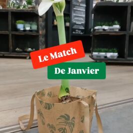 Le match du mois de janvier 💚

Nouvelle année, nouveau duo coup de cœur chez Horticash x Renaud Distribution ✨ 
Pour démarrer janvier en beauté, on met à l’honneur un classique qui ne laisse personne indifférent.
‌

Ce mois-ci, place à un duo aussi pratique qu’élégant :
👉 L’Amaryllis d'Horticash, star incontournable de l’hiver,
💞 et le sac Elégant de Renaud Distribution, aux teintes naturelles et vertes, avec anses intégrées.

‌
L’Amaryllis : Une plante iconique, graphique et généreuse 🌺
Parfaite pour illuminer les intérieurs et créer l’effet “waouh” dès janvier.
‌

Son écrin :
• Un sac élégant en matière cartonnée,
• Coloris nature & vert,
• Avec anses, pour une présentation soignée et prête à emporter.
‌

Le résultat ⤵️
Un match harmonieux entre végétal spectaculaire et packaging responsable & tendance 💚

📍 Retrouvez la gamme d'Amaryllis sur horticash.com
et les sacs assortis (réf : 921627) chez renaud-distribution.com